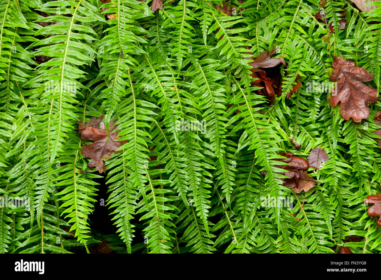 Licorice fern (Polypodium glycyrrhiza), Magness Memorial Tree Farm
