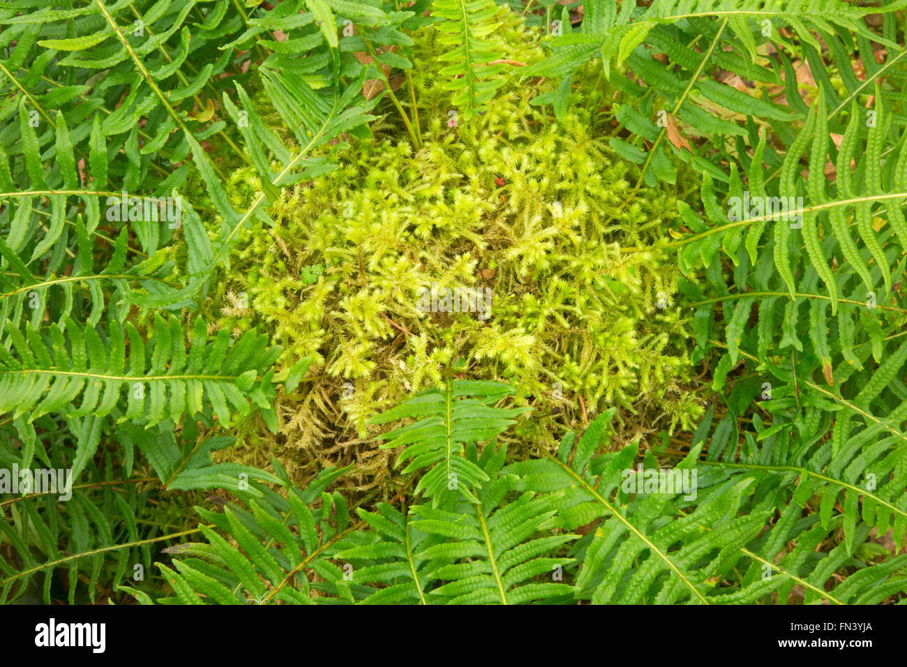 Licorice fern polypodium glycyrrhiza magness hires stock photography