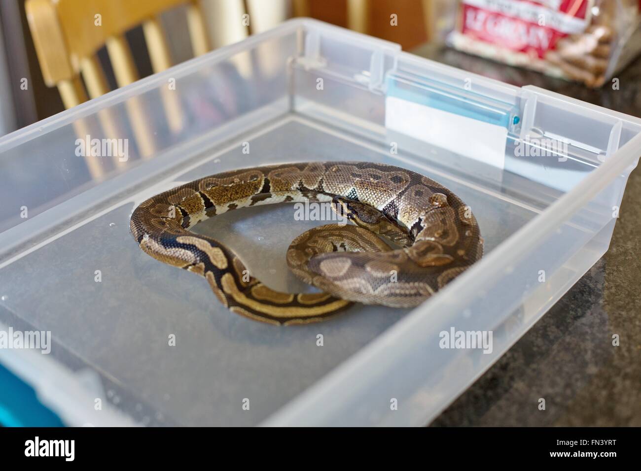 A Small Ball Python Snake Soaking In A Tub Of Water Stock