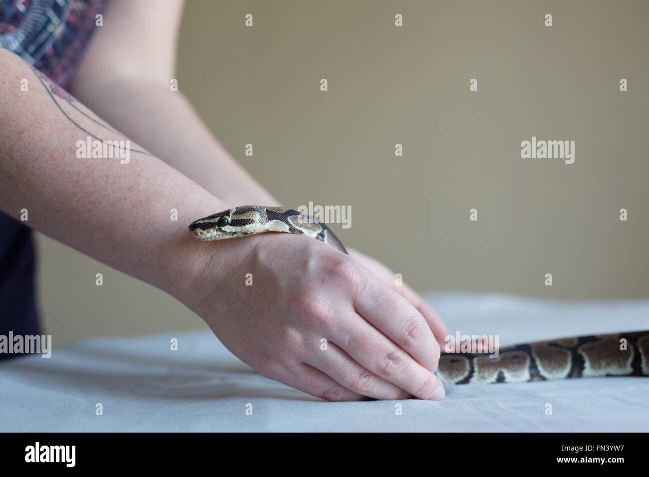 A ball python snake crawling on a woman's tattooed arms Stock Photo - Alamy