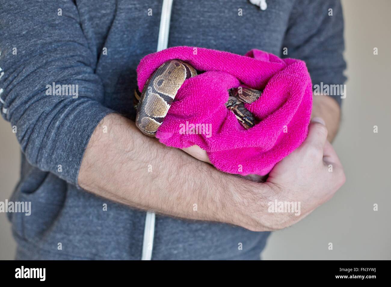 A man holding a ball python snake wrapped in a towel Stock Photo - Alamy