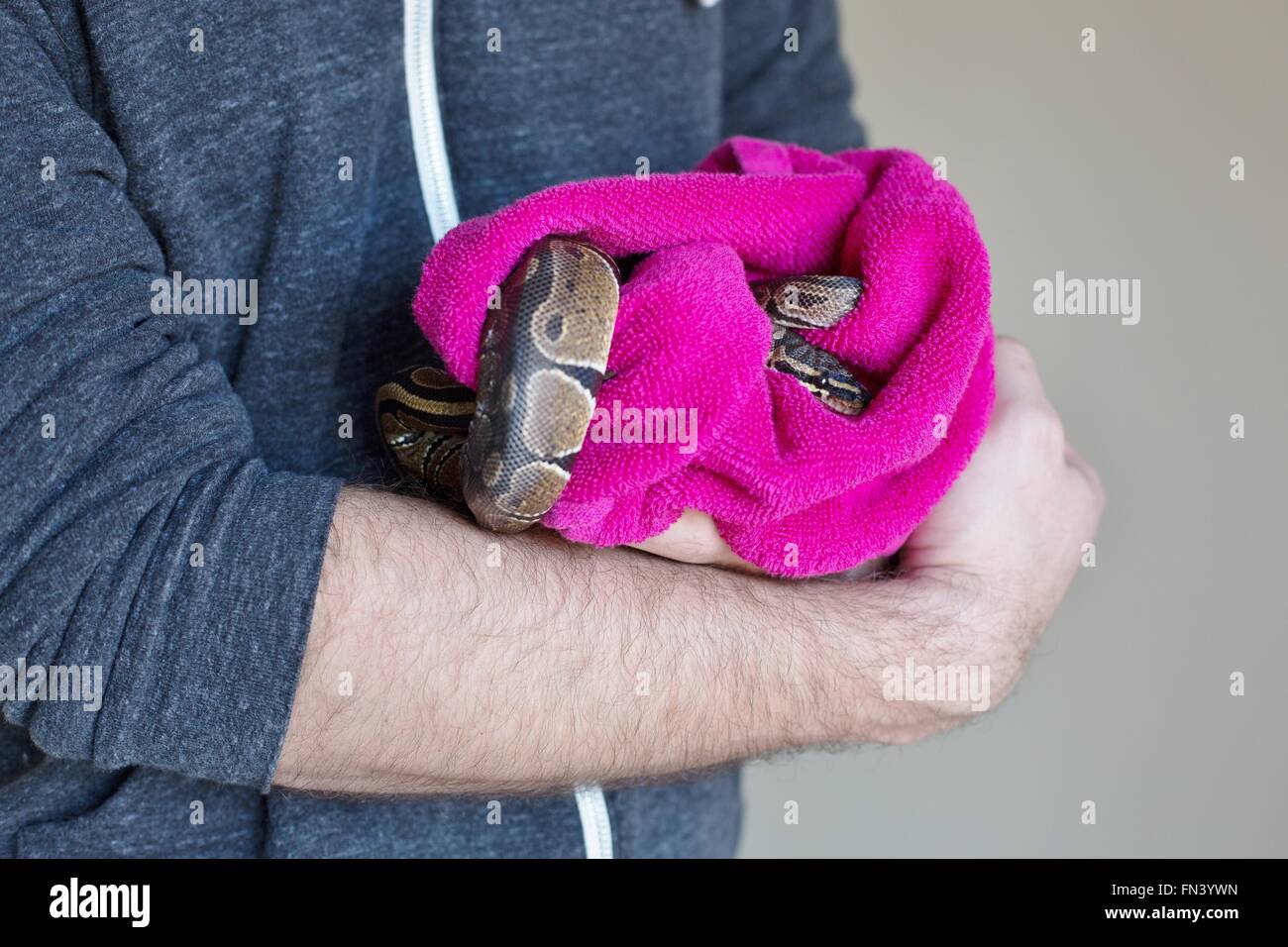 A man holding a ball python snake wrapped in a towel Stock Photo - Alamy