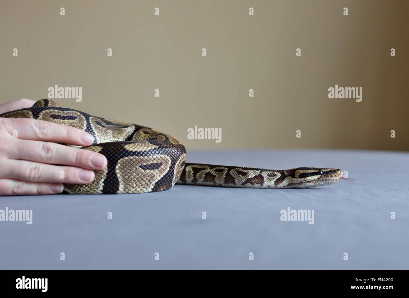 Hands holding a ball python snake on a table Stock Photo - Alamy