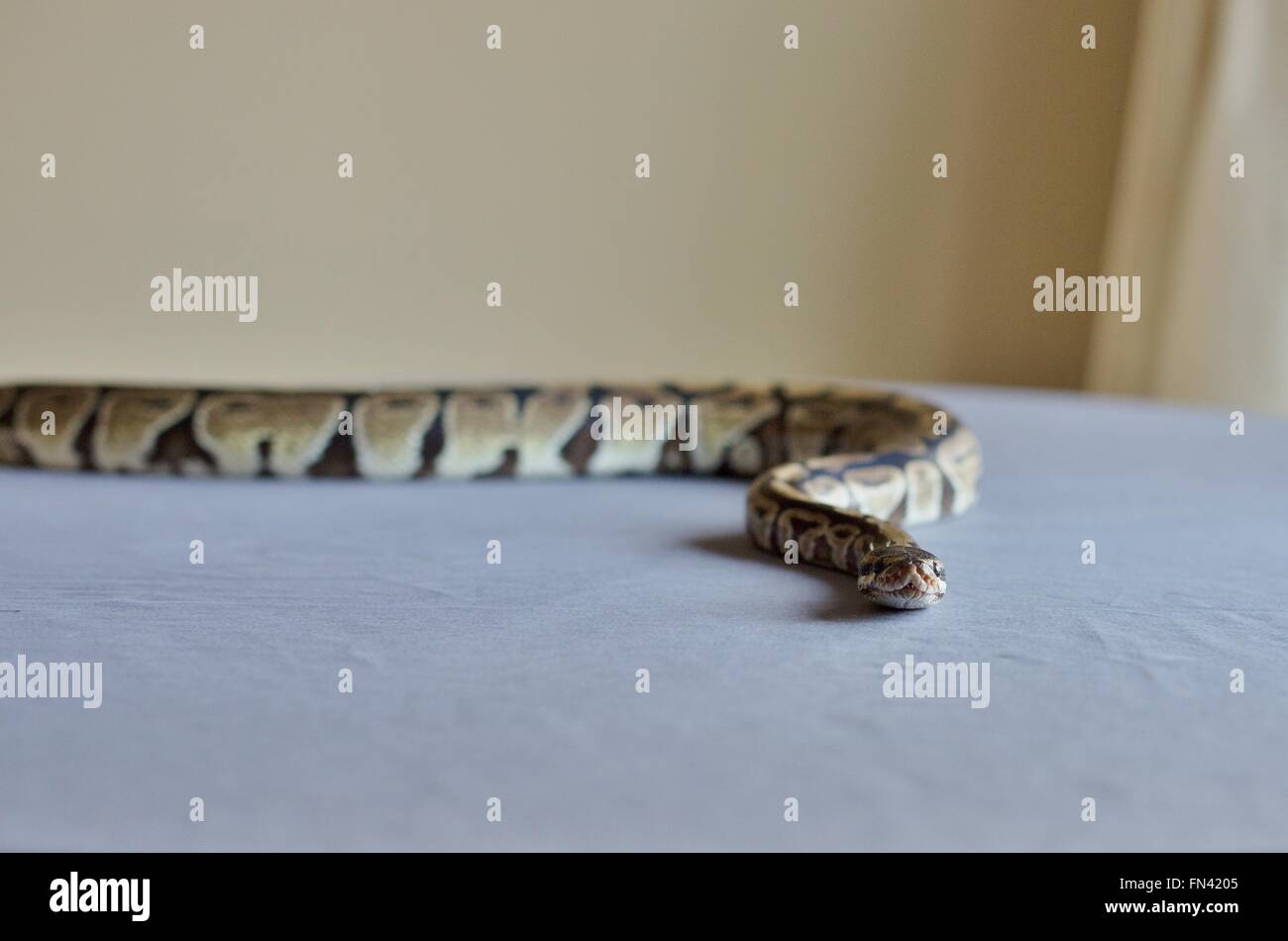A ball python snake slithering on a table Stock Photo - Alamy
