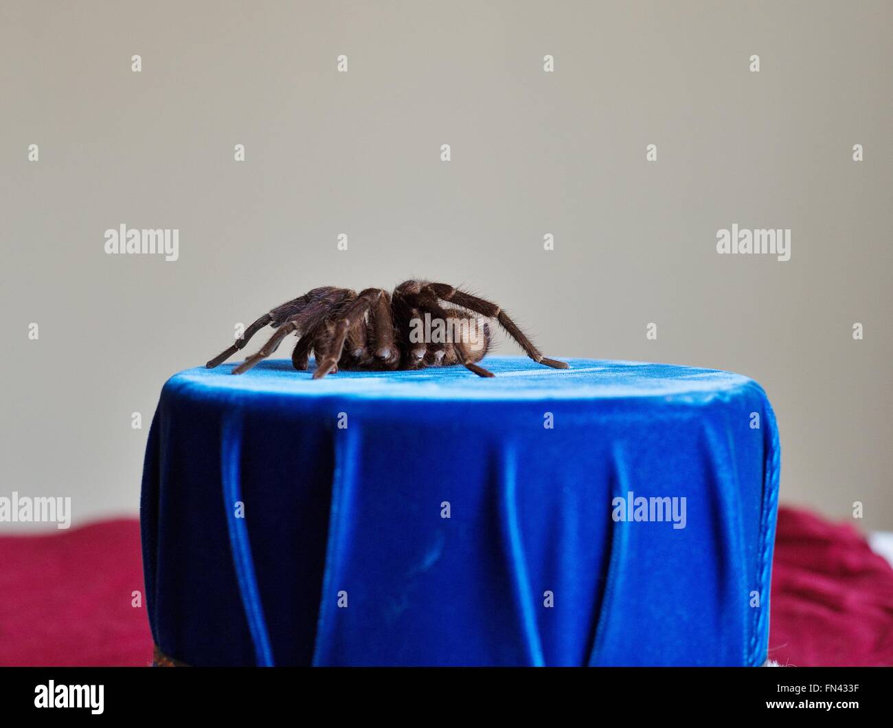 A male tarantula on a blue pedestal. Stock Photo