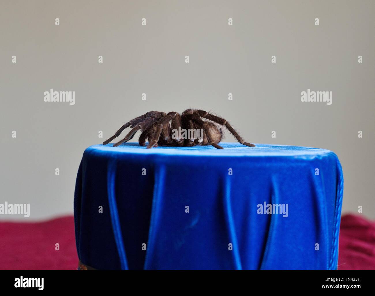 A male tarantula on a blue pedestal. Stock Photo