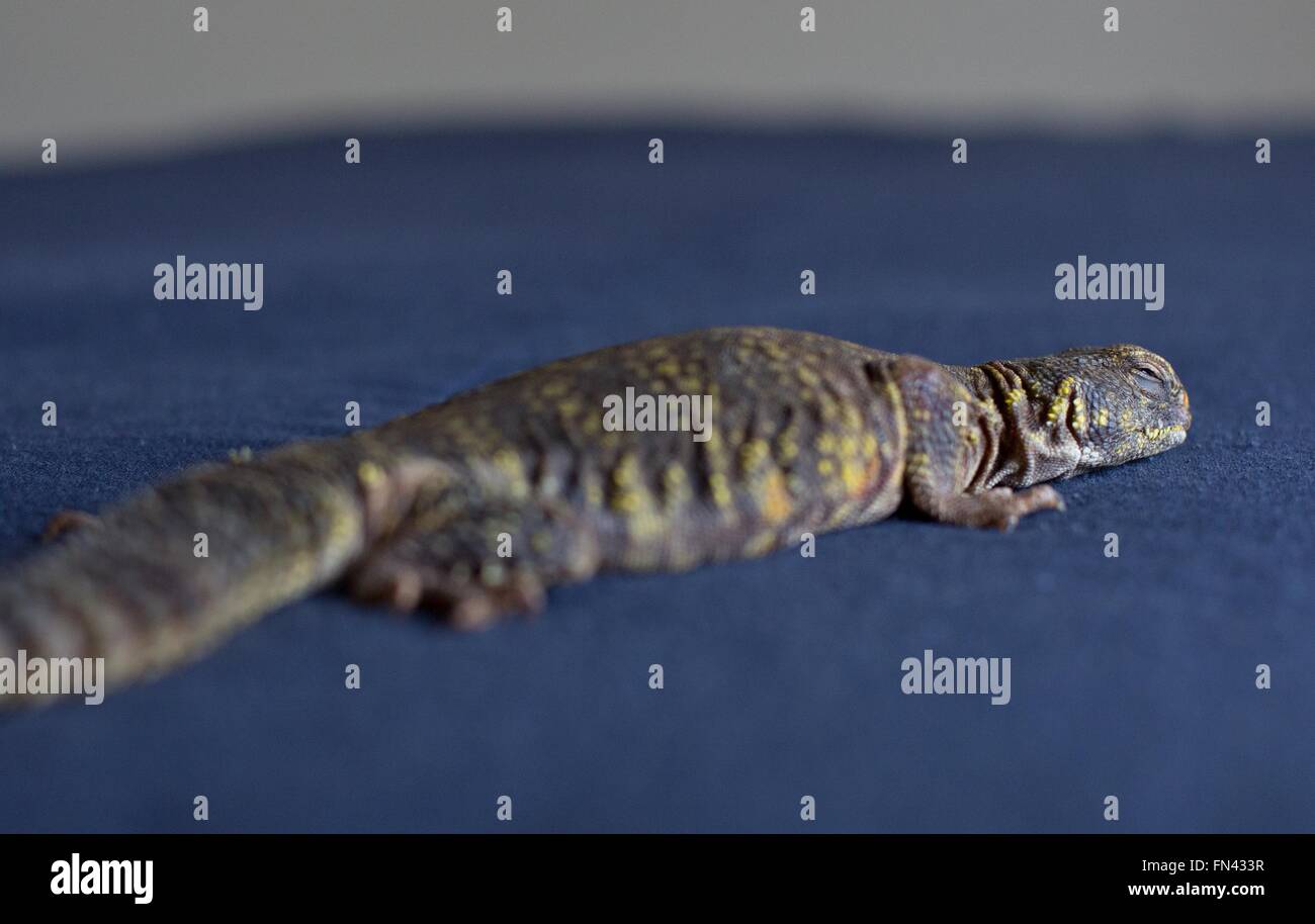 Sick uromastyx lizard hires stock photography and images Alamy