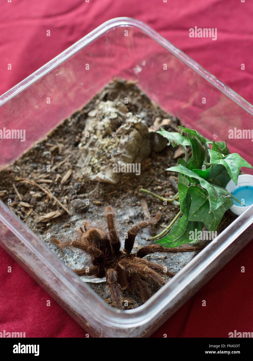 A male tarantula in a plastic container. Stock Photo