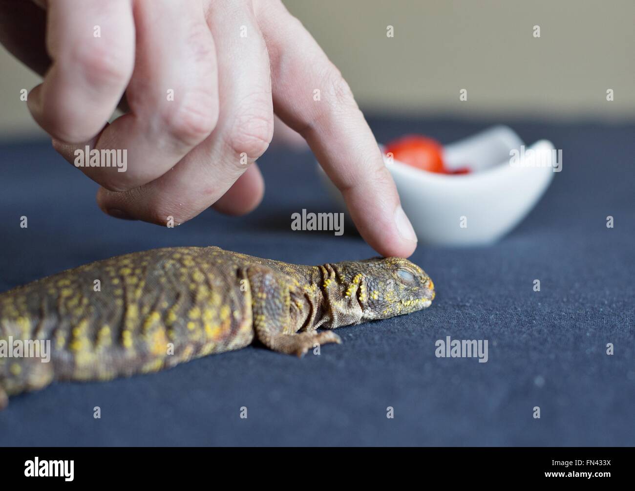 A uromastyx lizard receiving medical care and examination Stock Photo