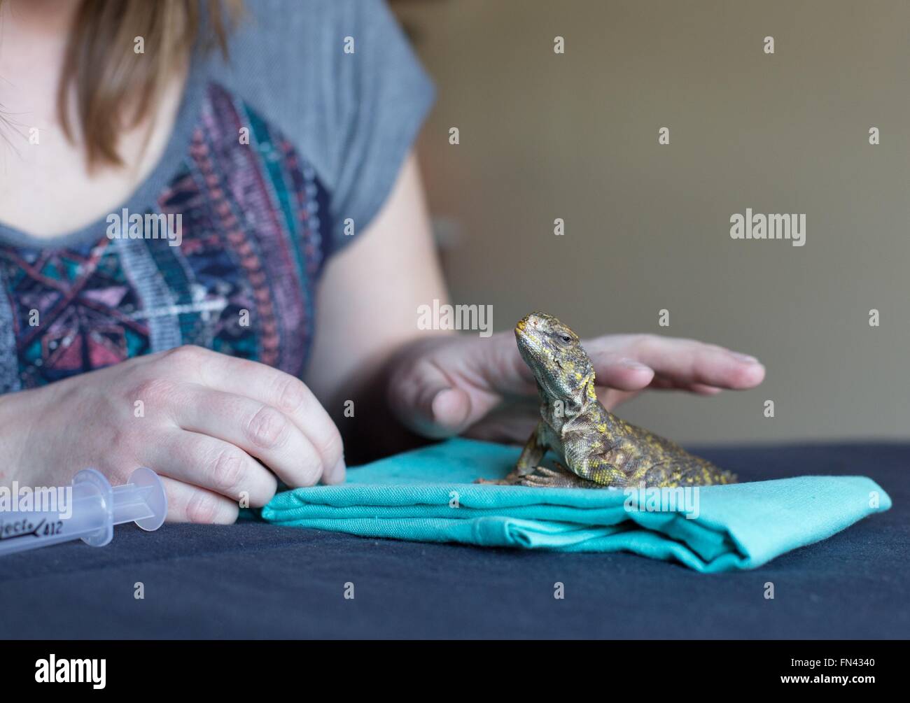 A uromastyx lizard receiving medical care and examination Stock Photo ...