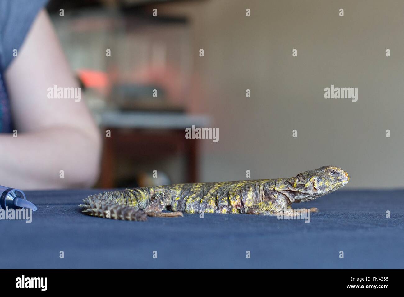 A uromastyx lizard receiving medical care and examination Stock Photo