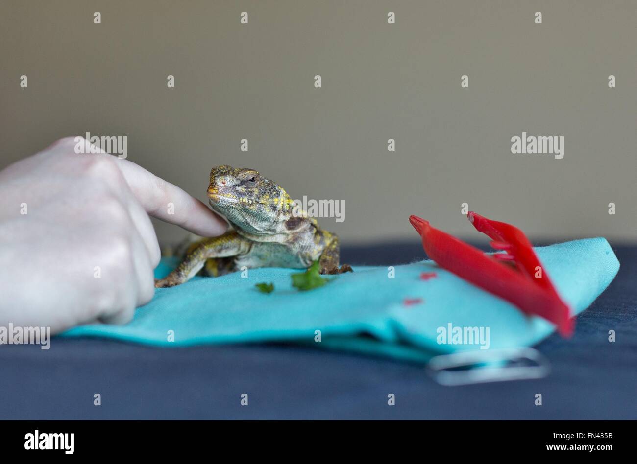 A hand petting a uromastyx lizard Stock Photo - Alamy