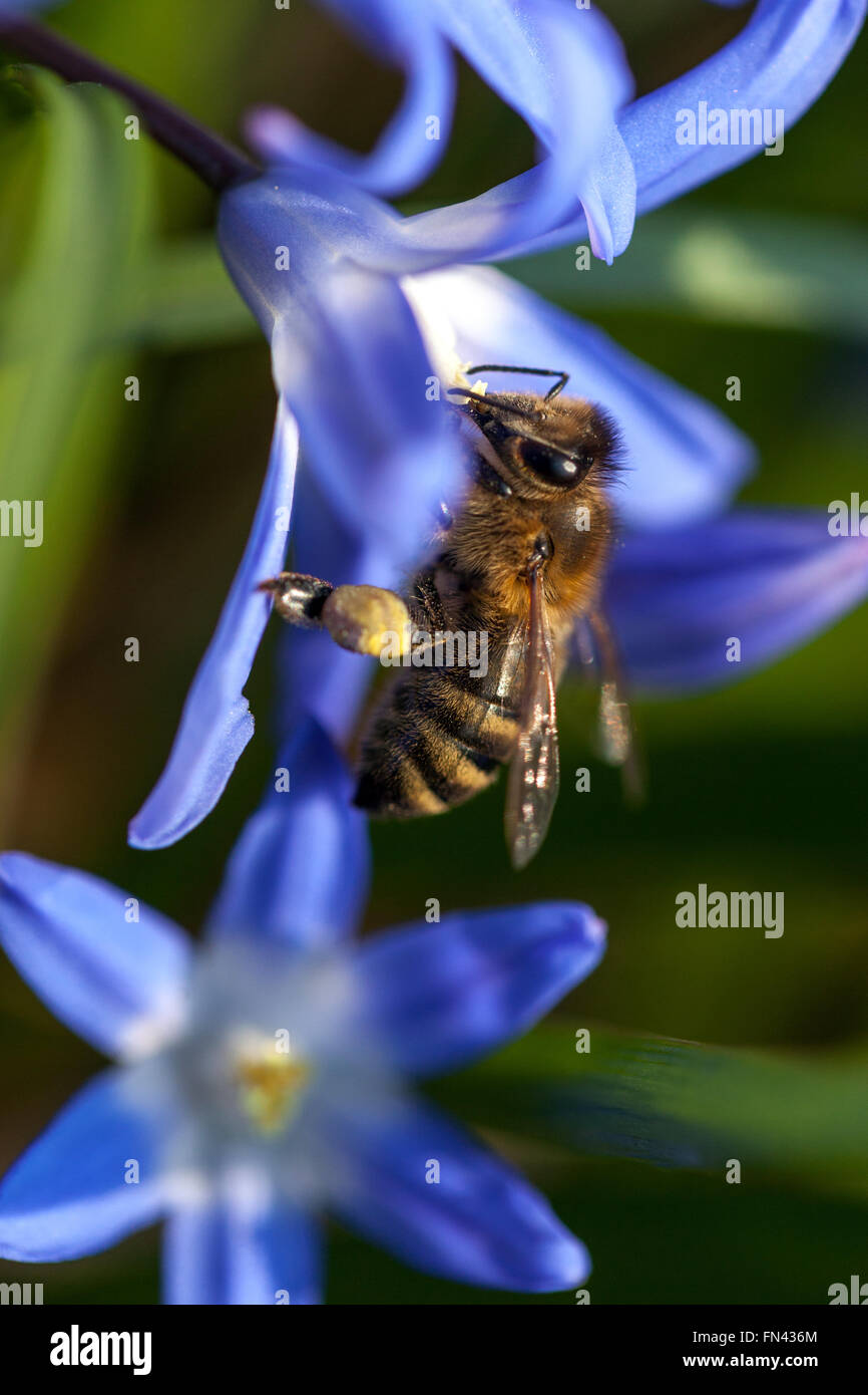 Glory of the Snow, Scilla luciliae, Chionodoxa luciliae, bee close up march flower Stock Photo