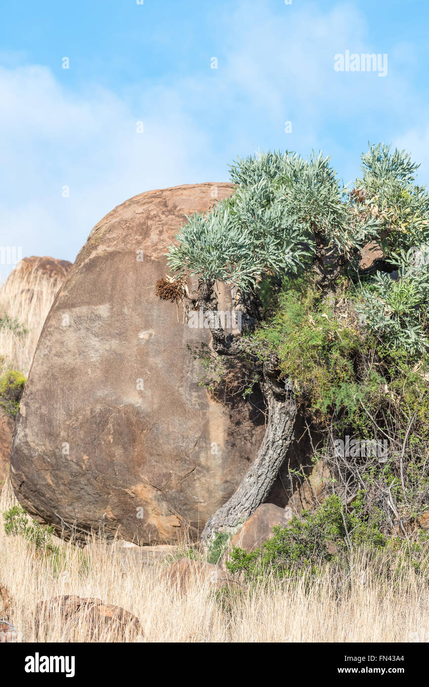 A mountain cabbage-tree, Cussonia paniculata, in the Mountain Zebra National Park near Cradock in South Africa Stock Photo