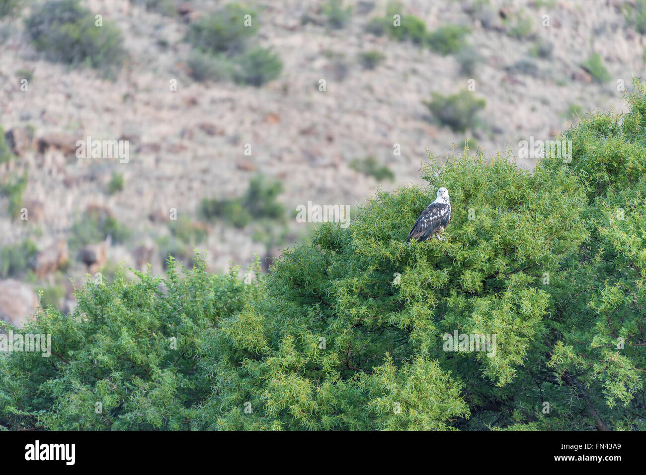 A juvenile fish eagle in a tree at the Doornhoek dam in the Mountain Zebra National Park near Cradock in South Africa Stock Photo