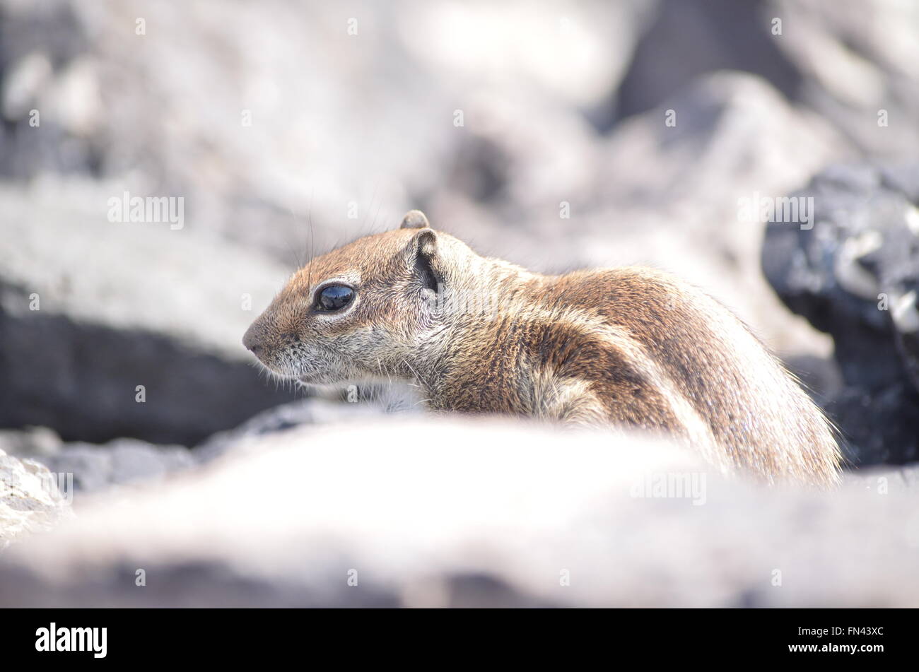 Rodent on rocks hi-res stock photography and images - Alamy