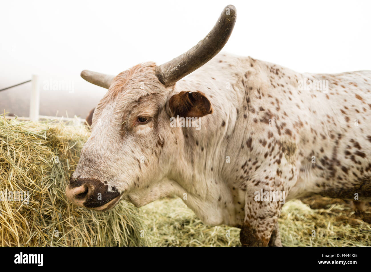 https://c8.alamy.com/comp/FN46XG/big-bull-takes-on-breakfast-on-the-ranch-FN46XG.jpg