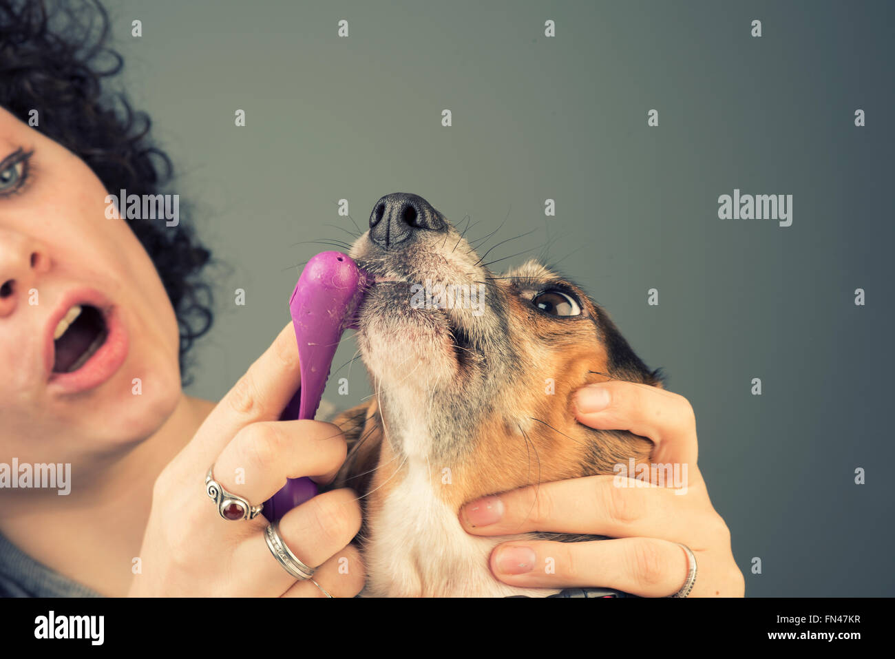 Pretty young Caucasian woman brushes wide-eyed beagle's teeth with gray background Stock Photo