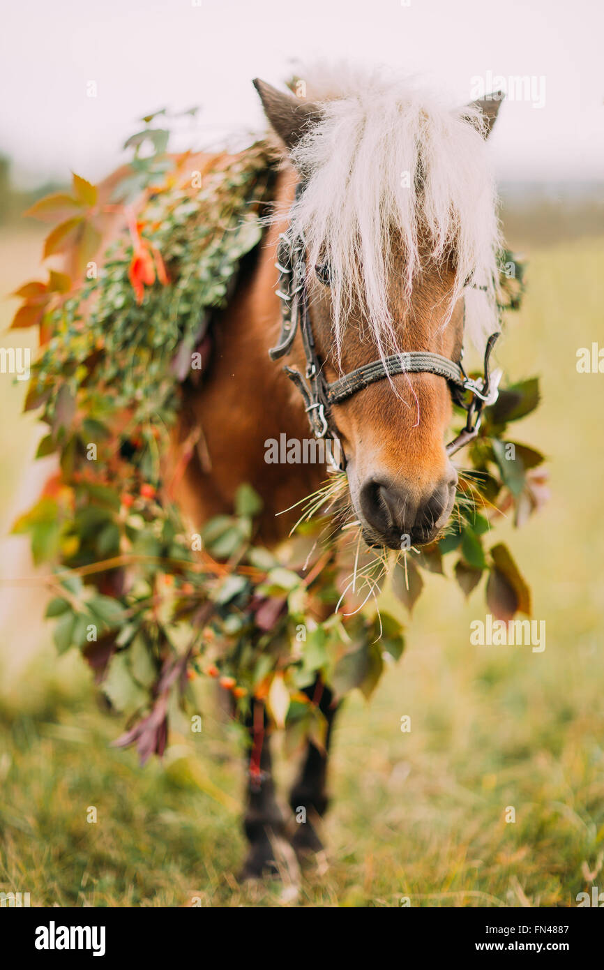Little pony in flower wreath on the field close up Stock Photo