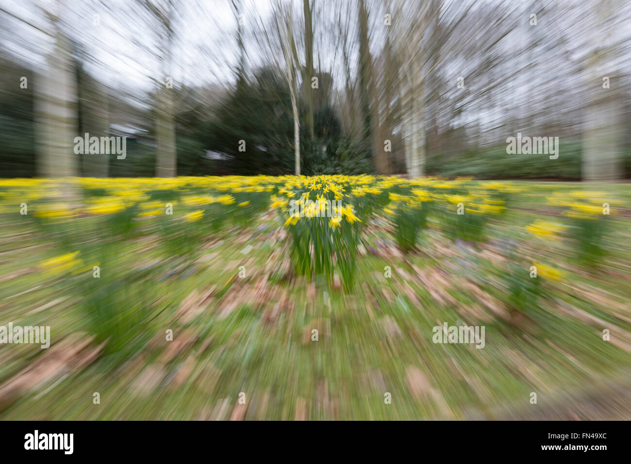 Field of daffodils blurred with camera zoom Stock Photo