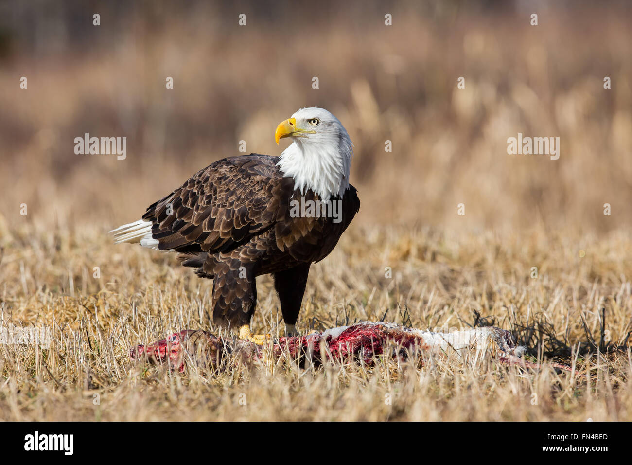 American bald eagle food hires stock photography and images Alamy