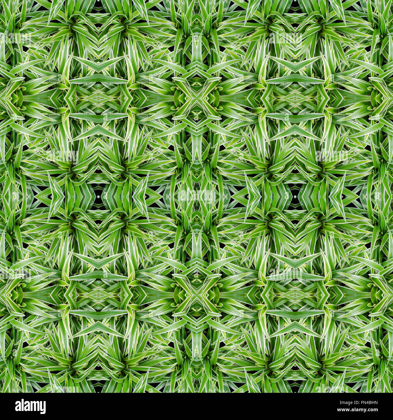 Chlorophytum bichetii (Karrer) Backer.seamless pattern background Stock Photo
