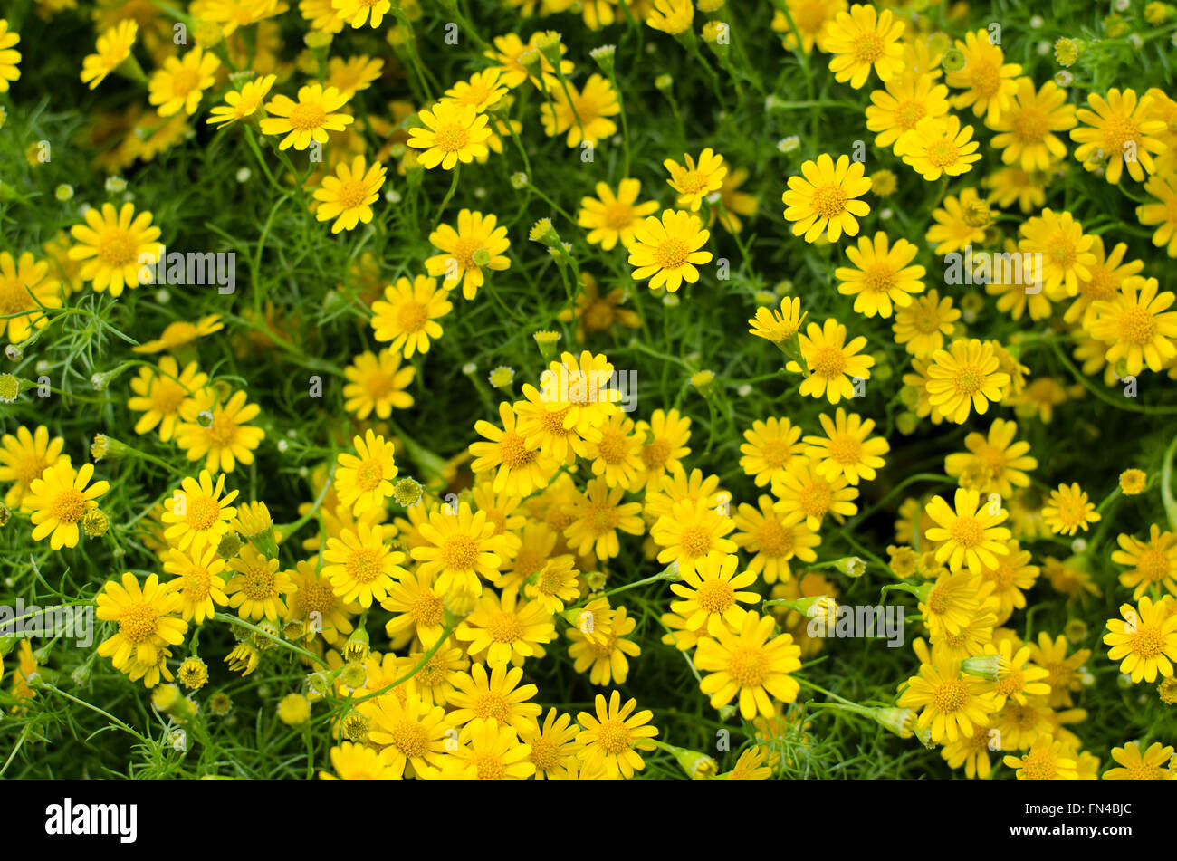 Yellow Daisy Flowers Stock Photo - Alamy