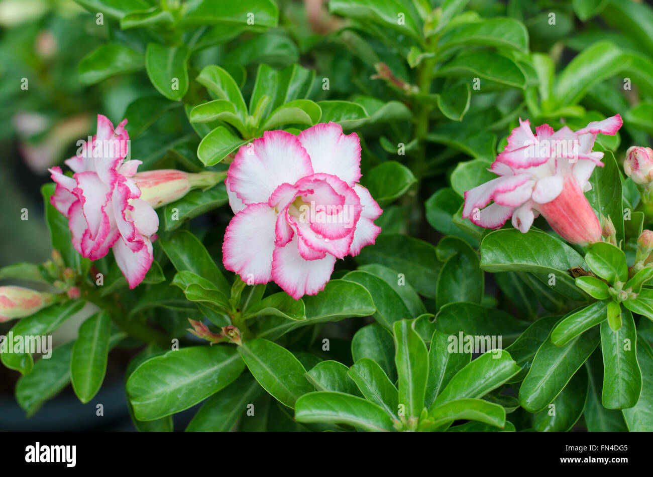 desert rose flower, adenium obesum Stock Photo Alamy