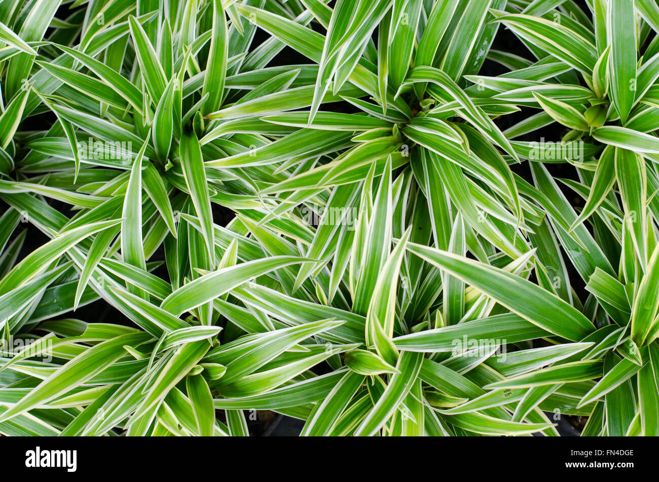 Chlorophytum bichetii (Karrer) Backer. Stock Photo