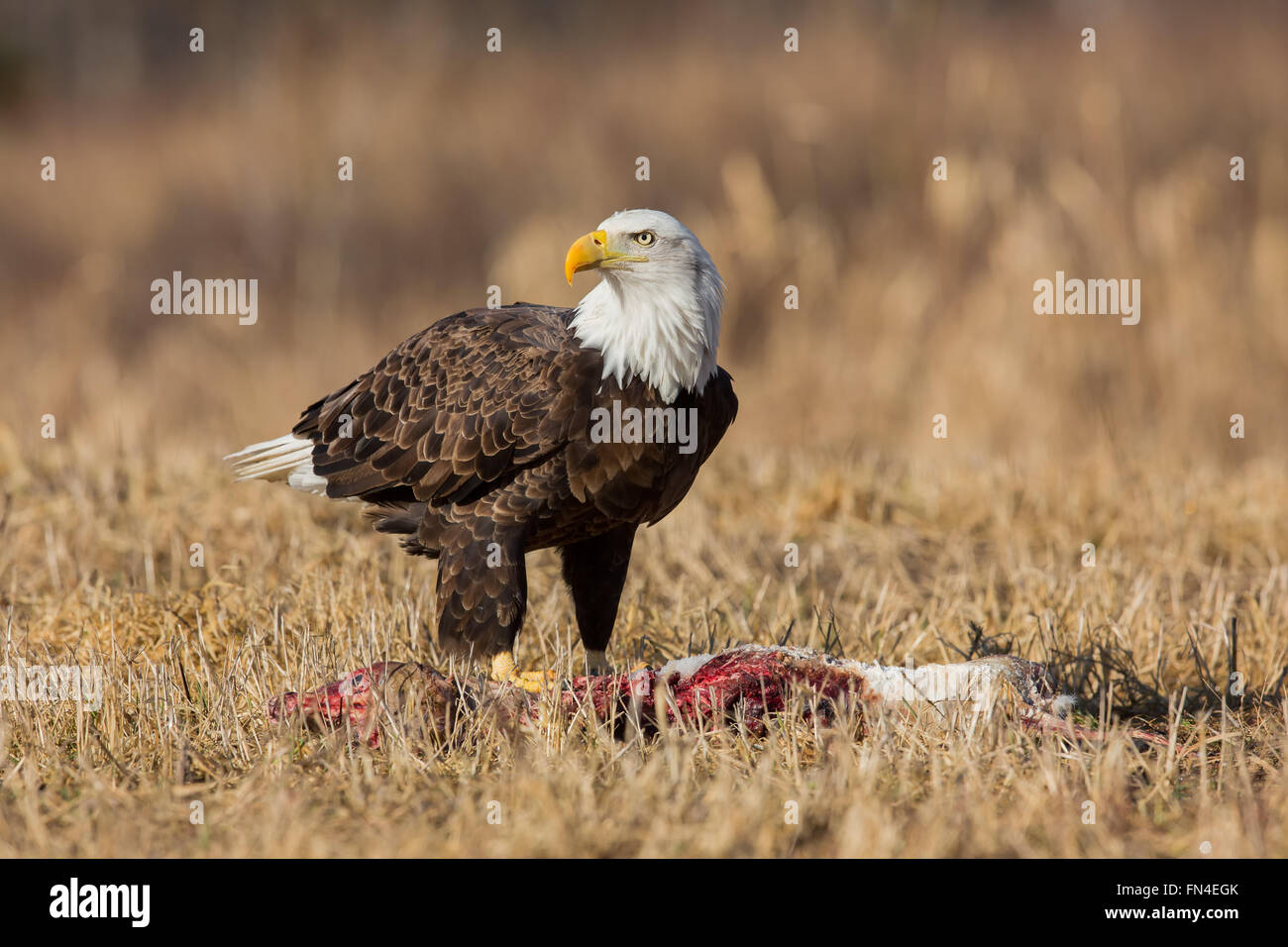 Eagle with food hi-res stock photography and images - Alamy