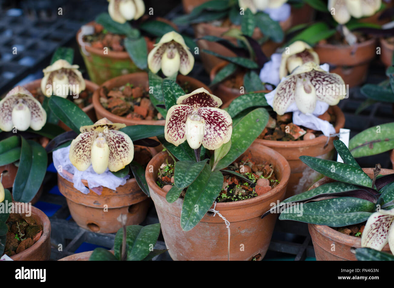 Paphiopedilum bellatulum in pot at jatujak market, Bangkok, Thailand Stock Photo