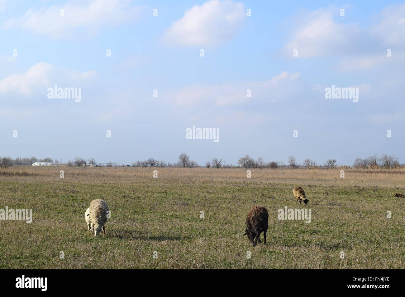 Sheep in the pasture Stock Photo - Alamy