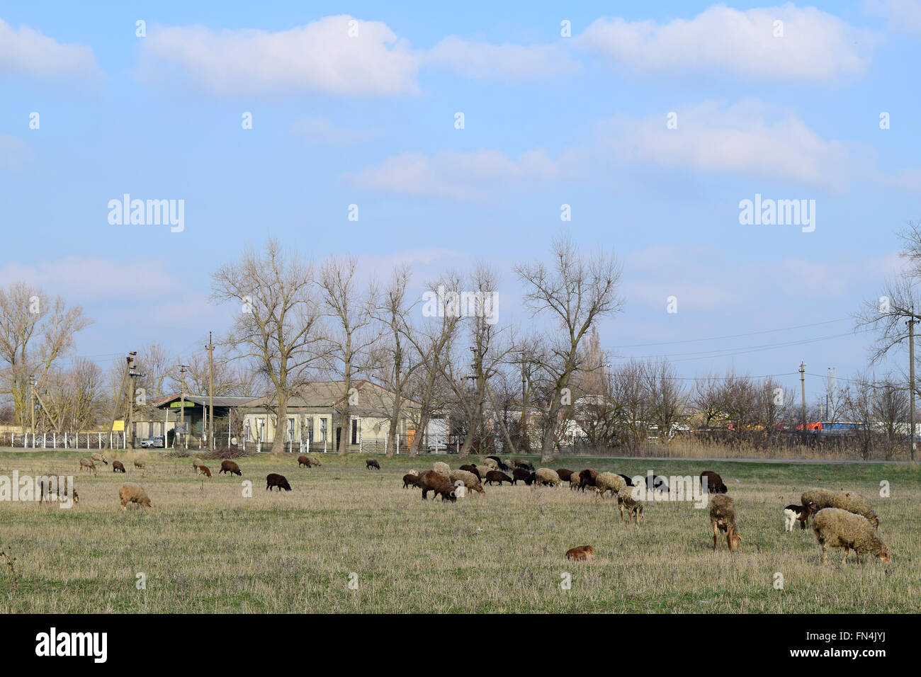 Sheep in the pasture Stock Photo - Alamy