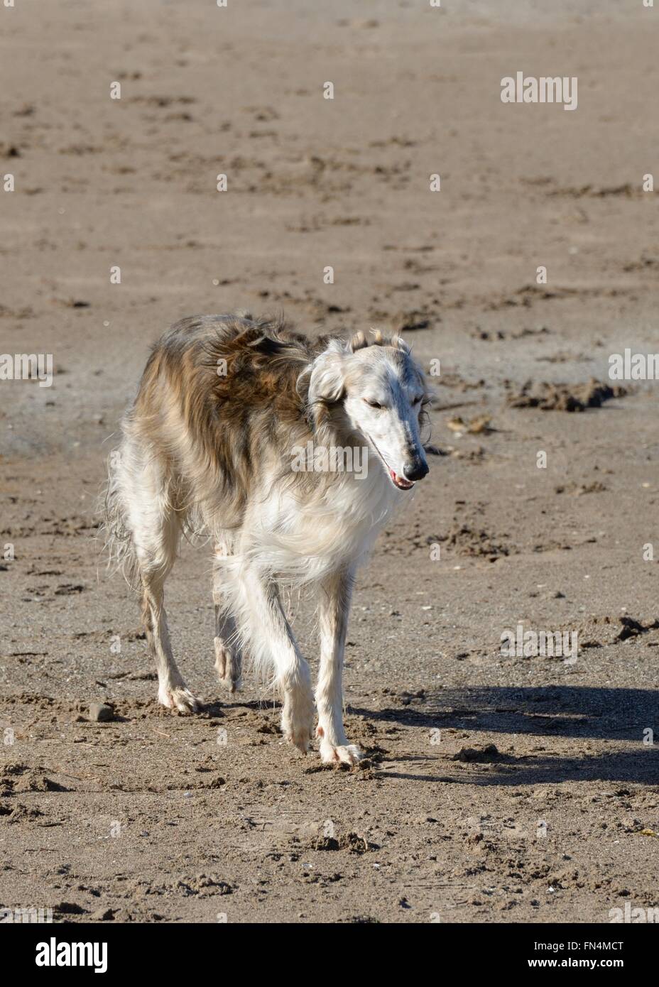 Borzoi dog, Russian wolfhound (Canis lupus familiaris) Stock Photo