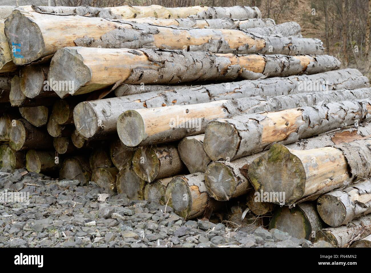 Forest cutting pine mature renewable managed cut wood seasoned stacked ...