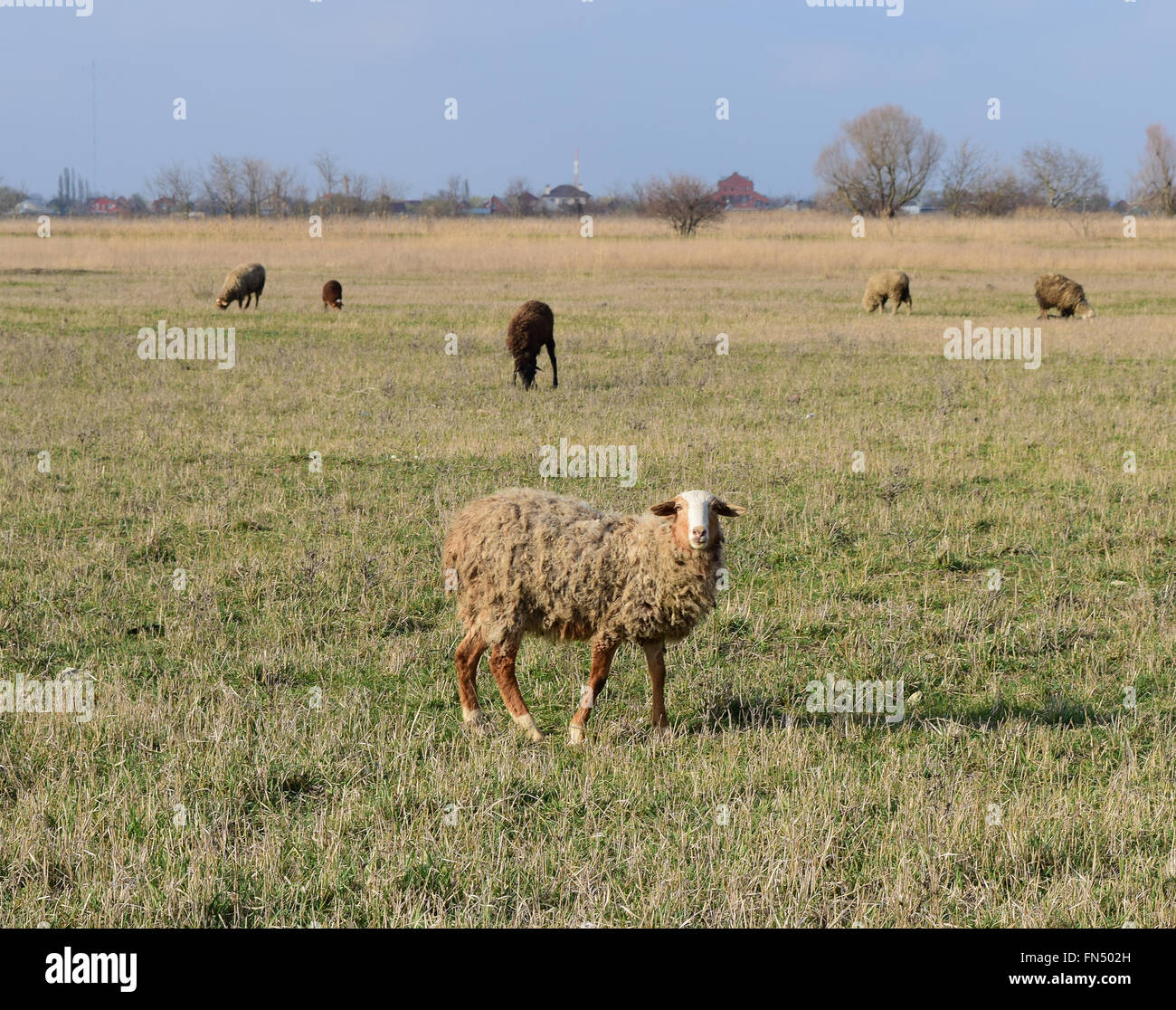 Sheep in the pasture Stock Photo - Alamy