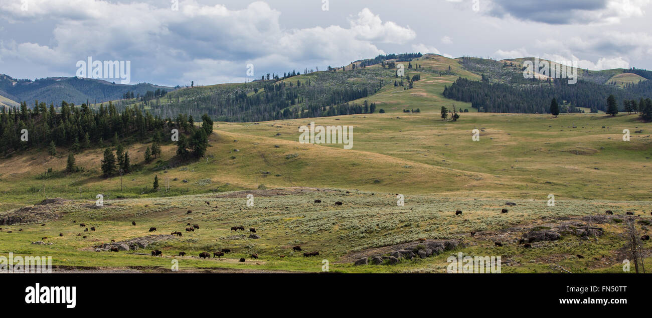 Yellowstone's Lamar Valley Stock Photo - Alamy