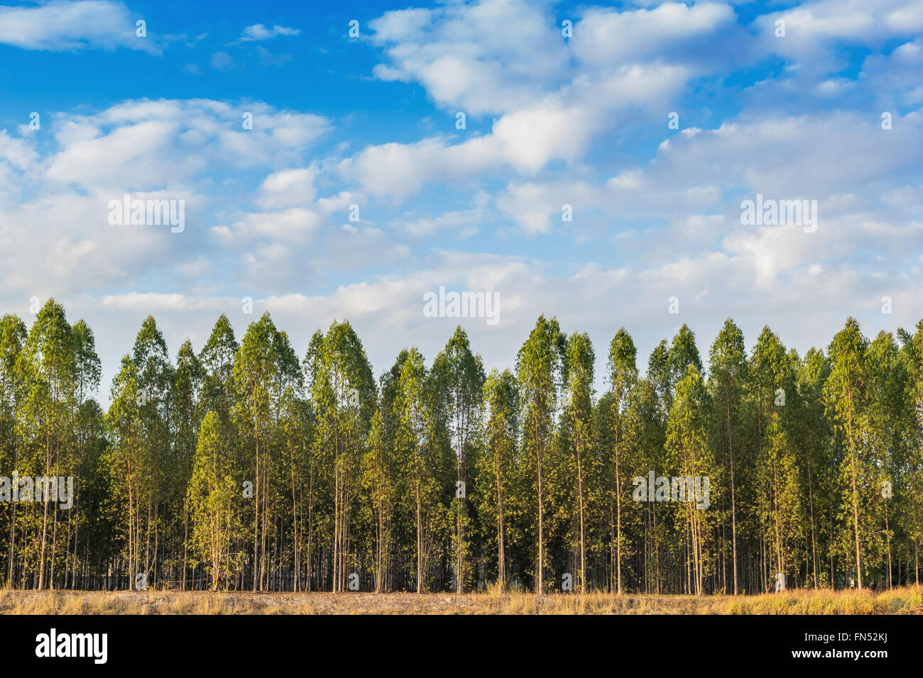 Eucalyptus tree forest in Thailand, plants for paper industry. Stock Photo