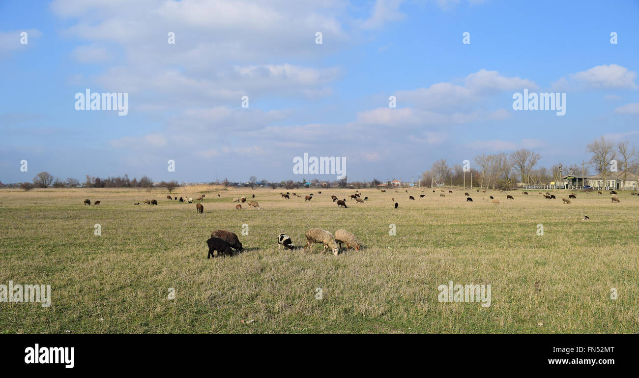 Sheep in the pasture Stock Photo - Alamy