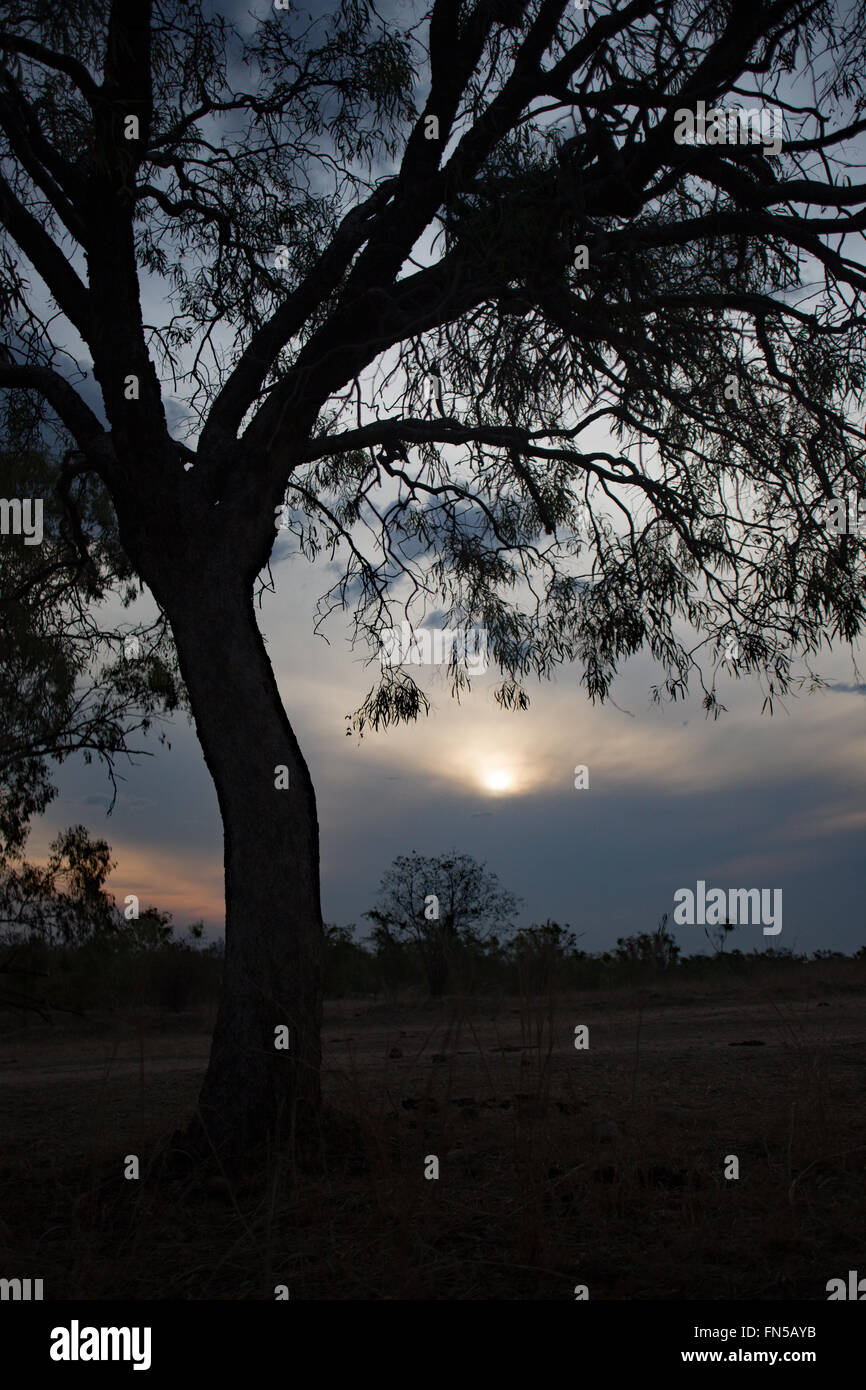 Gum silhouette tree hi-res stock photography and images - Alamy