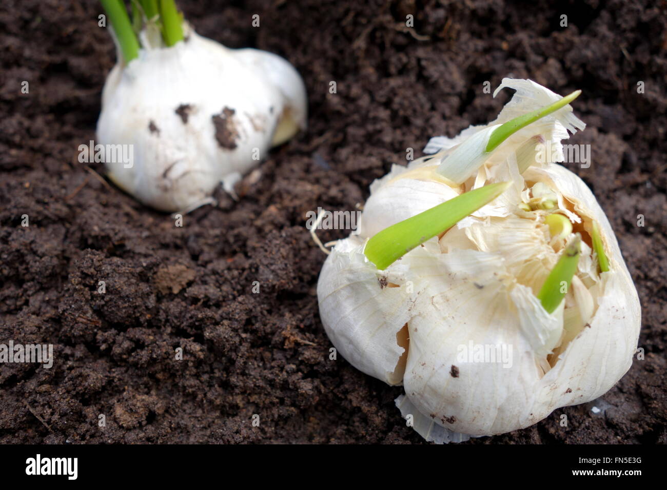 Planting sprouted garlic bulb Stock Photo Alamy
