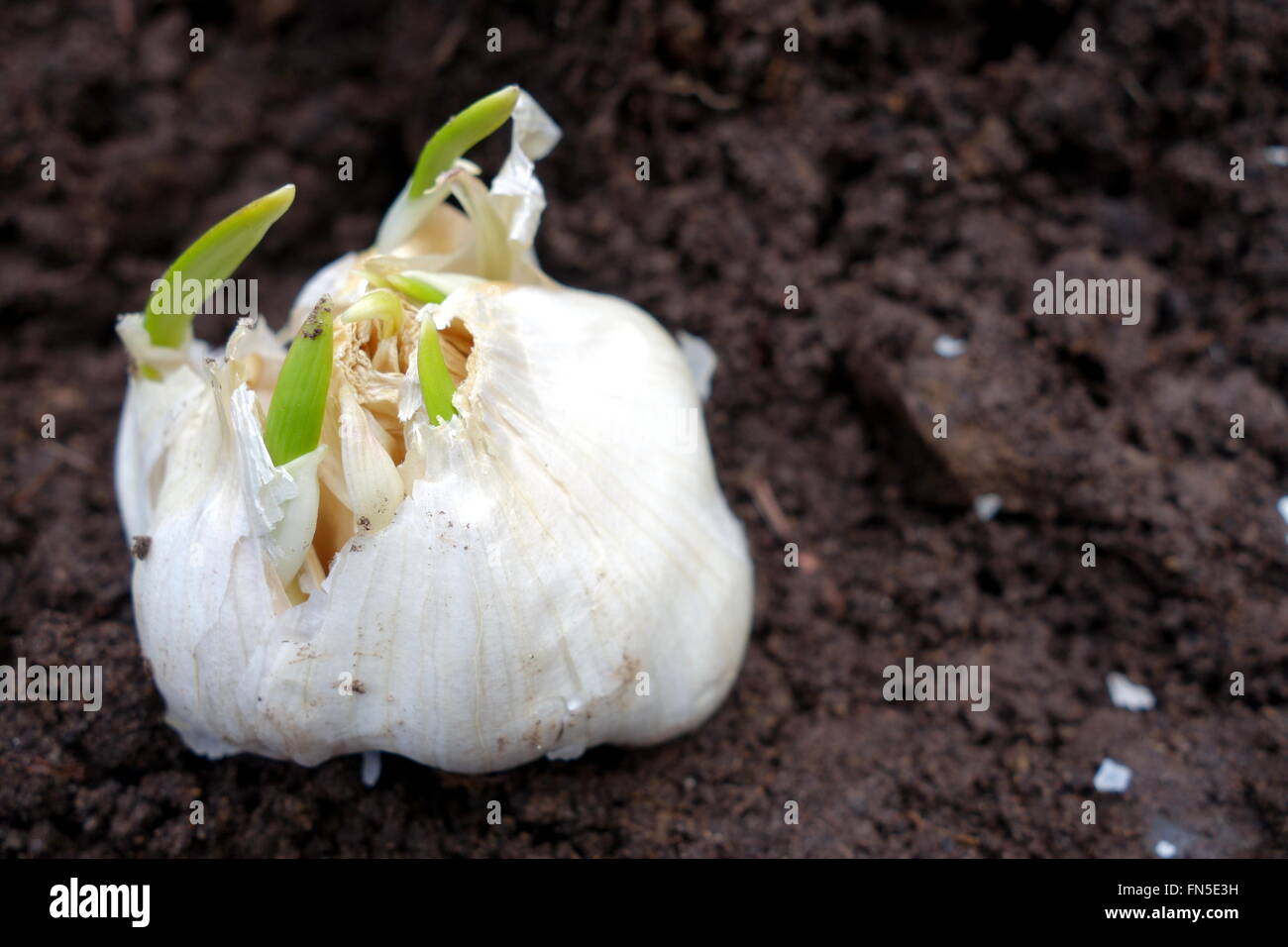 Planting sprouted garlic bulb Stock Photo Alamy