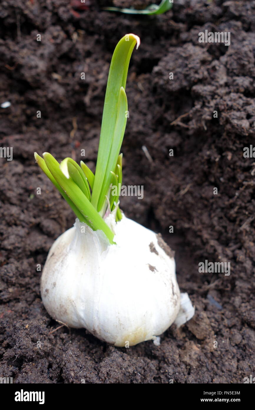 Planting sprouted garlic bulb Stock Photo Alamy