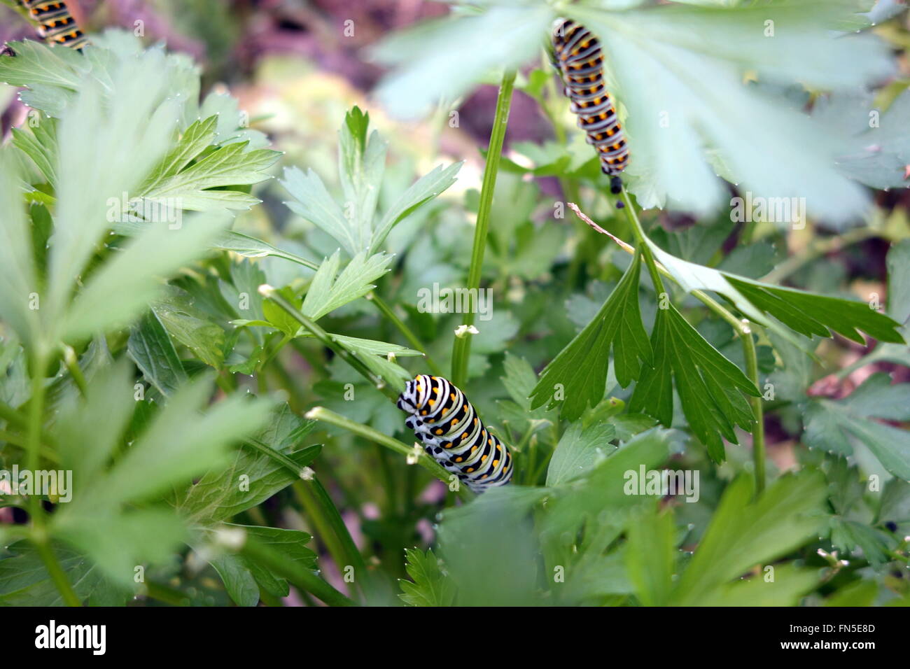 Caterpillars eating parsley Stock Photo Alamy