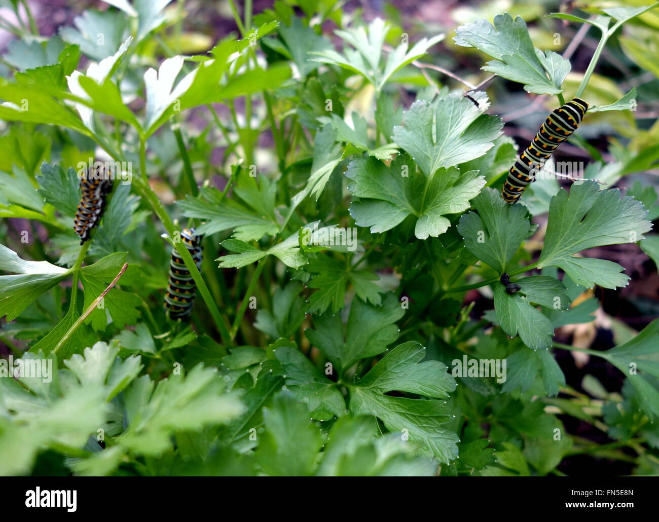 Caterpillars eating parsley Stock Photo