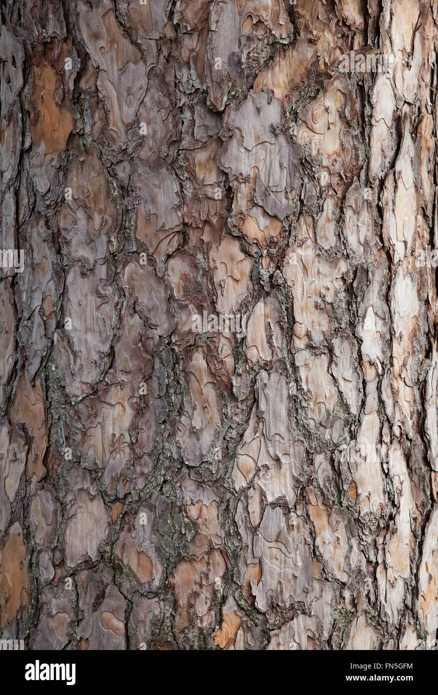 Pine tree bark background. Old tree trunk detail texture as natural background. Stock Photo
