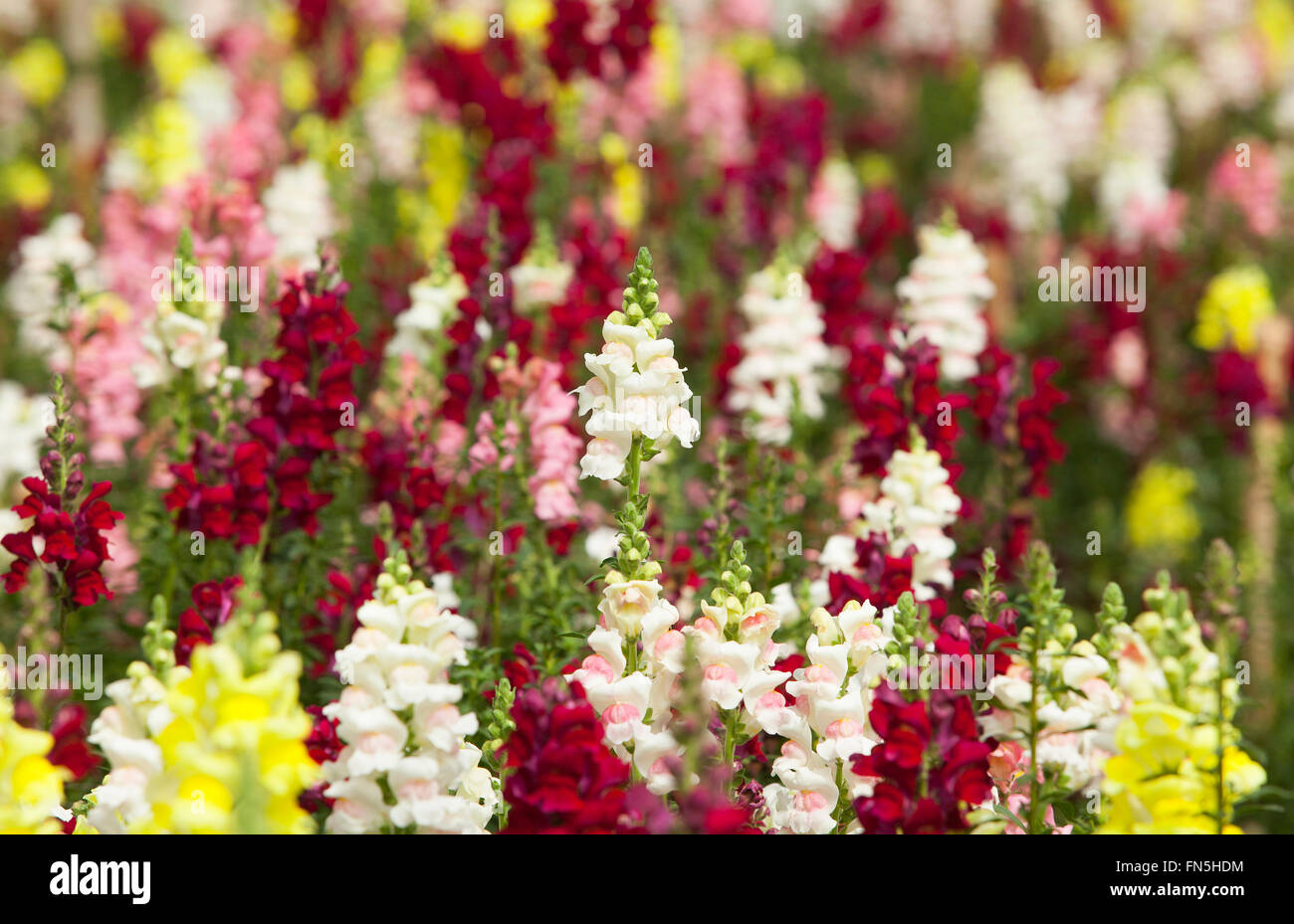 All kinds of flowers hi-res stock photography and images - Alamy