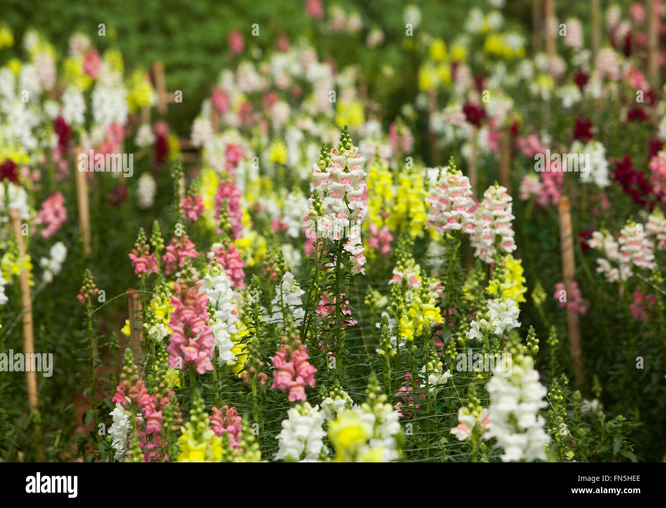 All kinds of flowers hi-res stock photography and images - Alamy