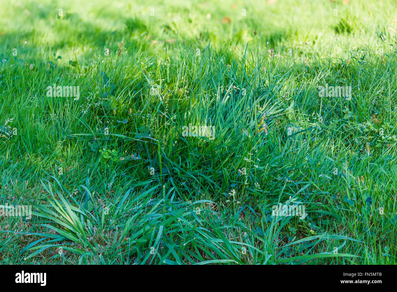 natural background texture from fresh spring green grass Stock Photo