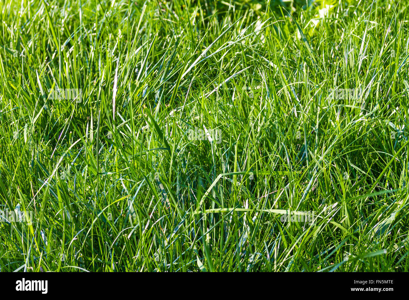 natural background texture from fresh spring green grass Stock Photo